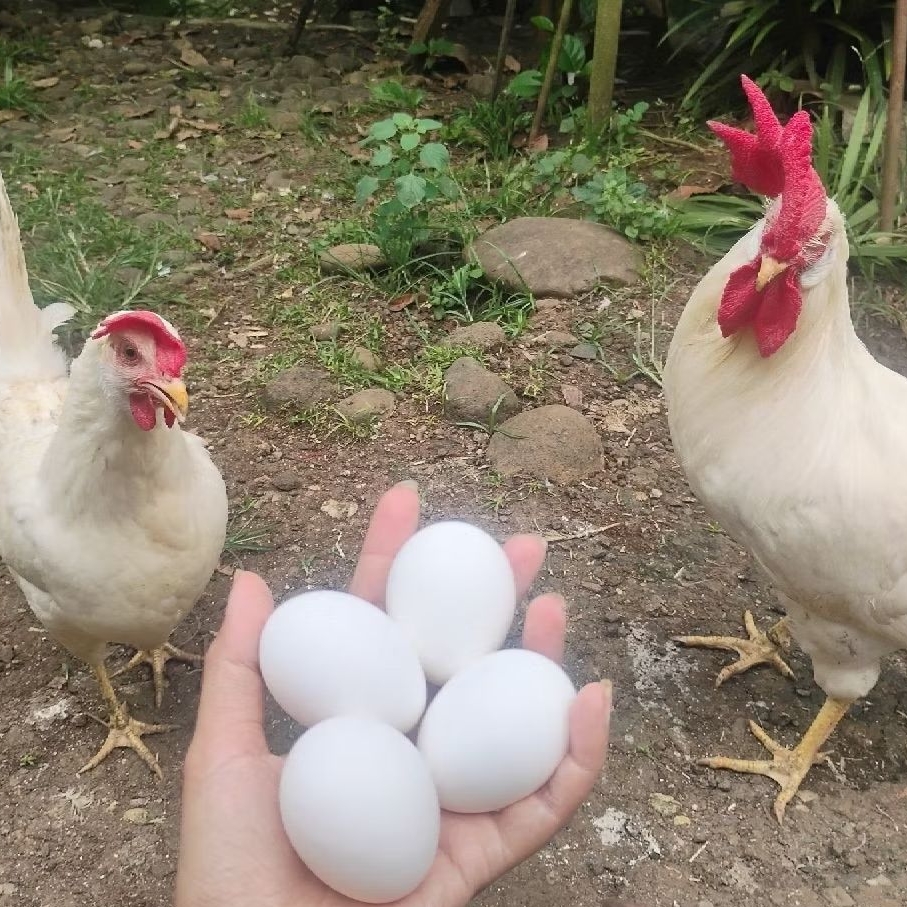 DOC Anak Ayam Petelur White Leghorn