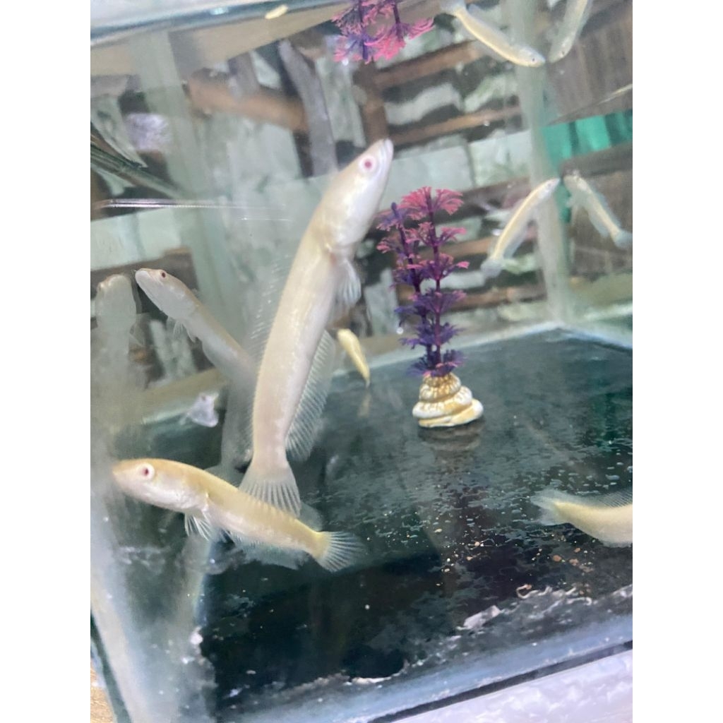 Hiasan chana albino putih mata merah striata kualitas grade A ikan sehat
