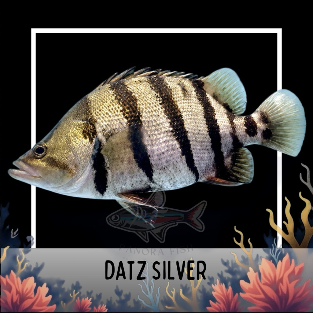perlengkapan aquarium datz silver