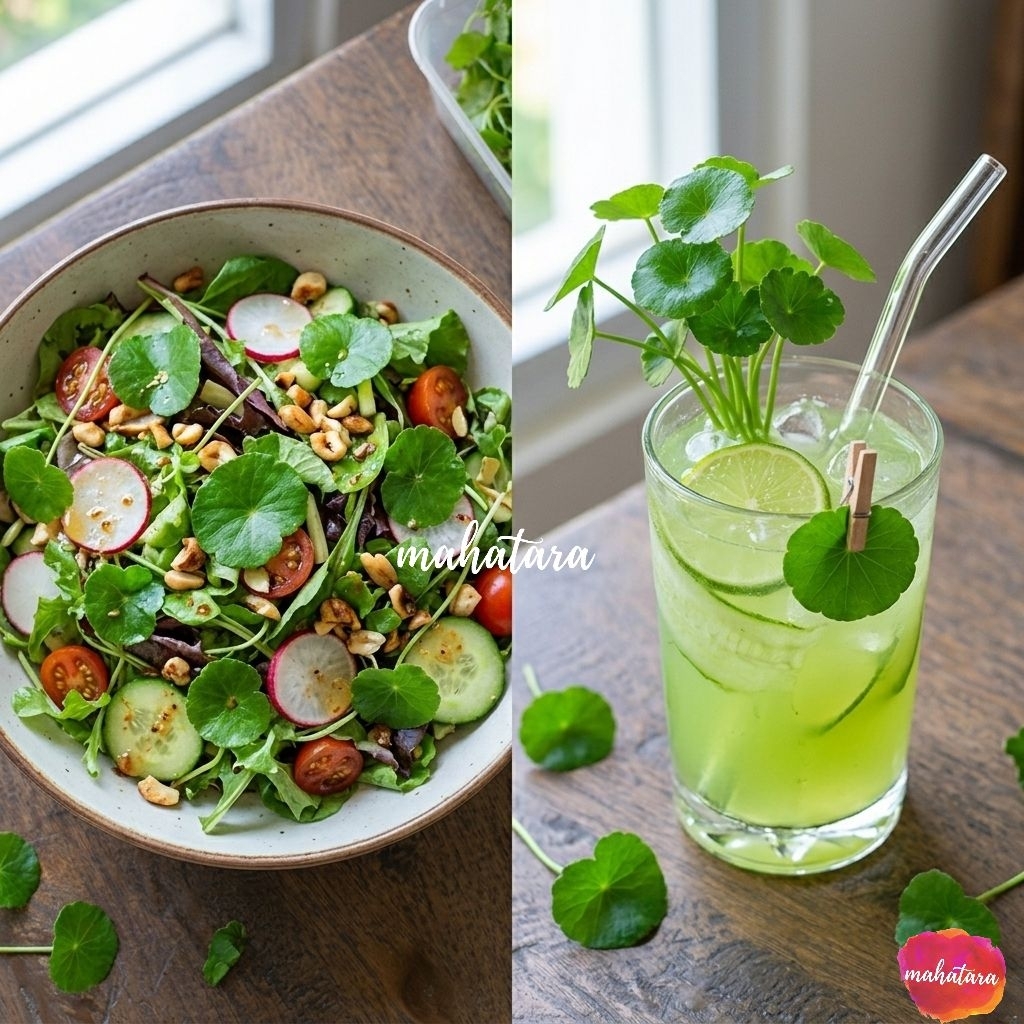 Sayur Patikim/ Daun Tikim/ Organic Fresh lawn pennywort/Microgreens/Hydrocotyle Sibthorpioides/Edibl