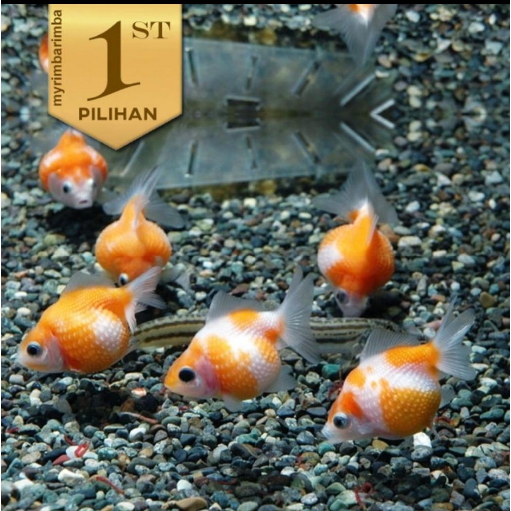 Paket Koloni( isi 10) Ikan Mas Koki Mutiara Tikus Hiasan Aquarium Tanaman Aqascape Kolam