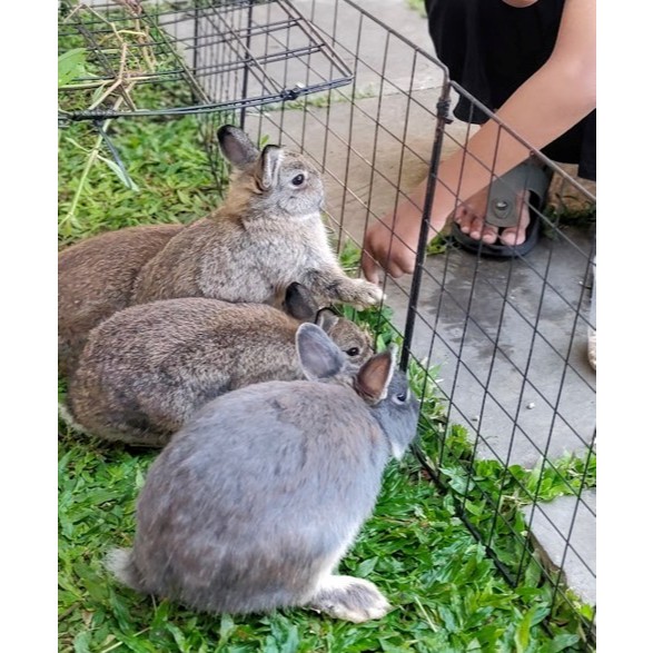 Kelinci ND Jantan Betina Sepasang