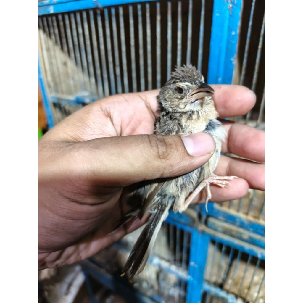 Burung branjangan trotol pilihan jantan