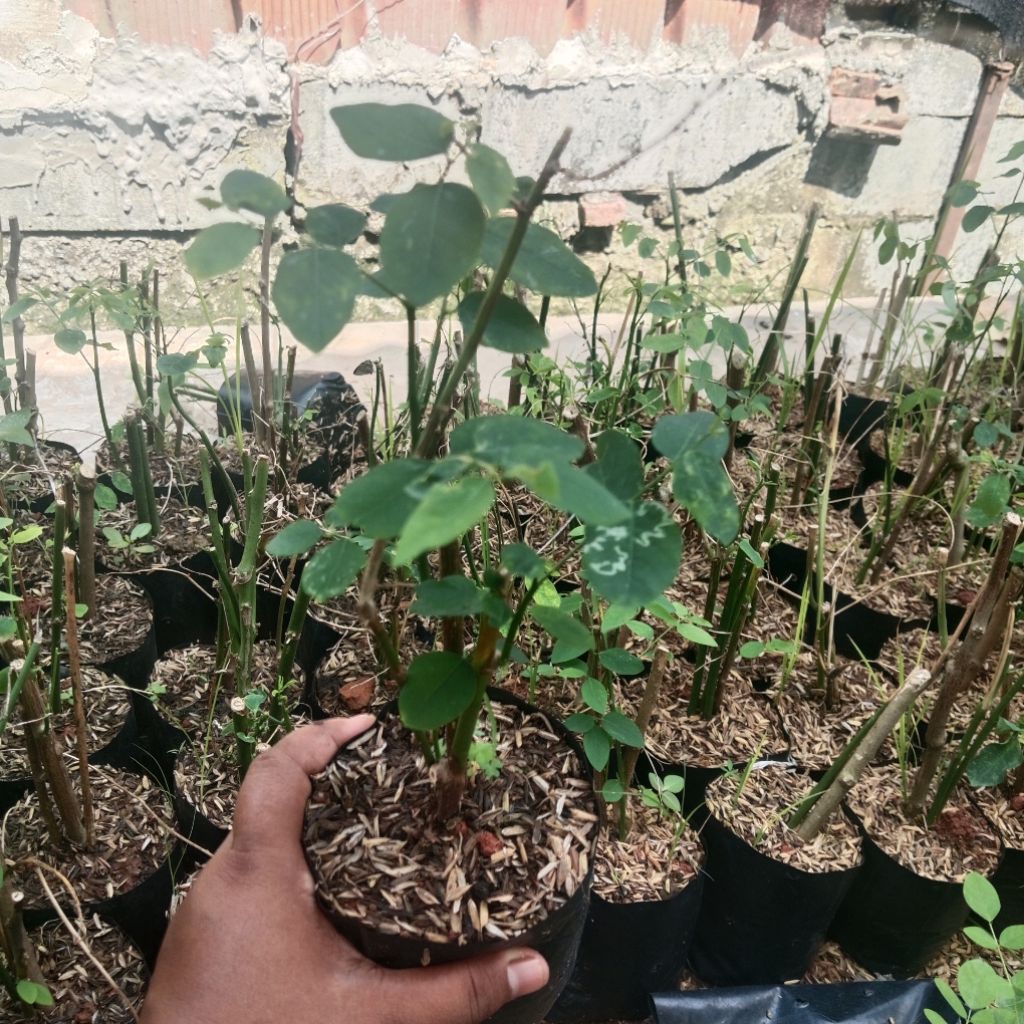 BIBIT POHON DAUN KATUK/TANAMAN DAUN KATUK