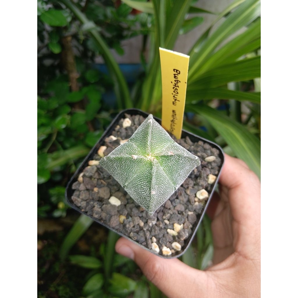Astrophytum myriostigma