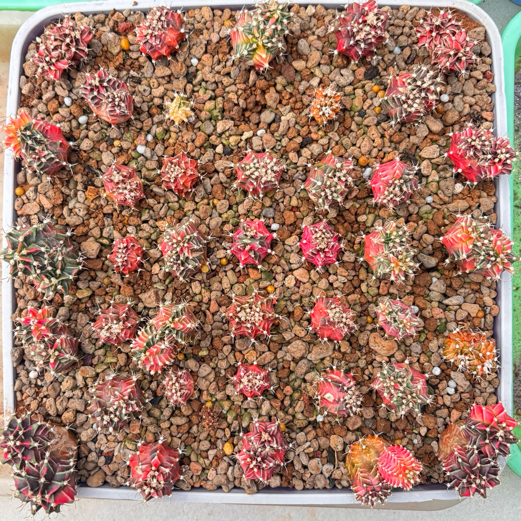 Isi 5 Kaktus Doublehead Gymno Miha Starfire Variegata Milo