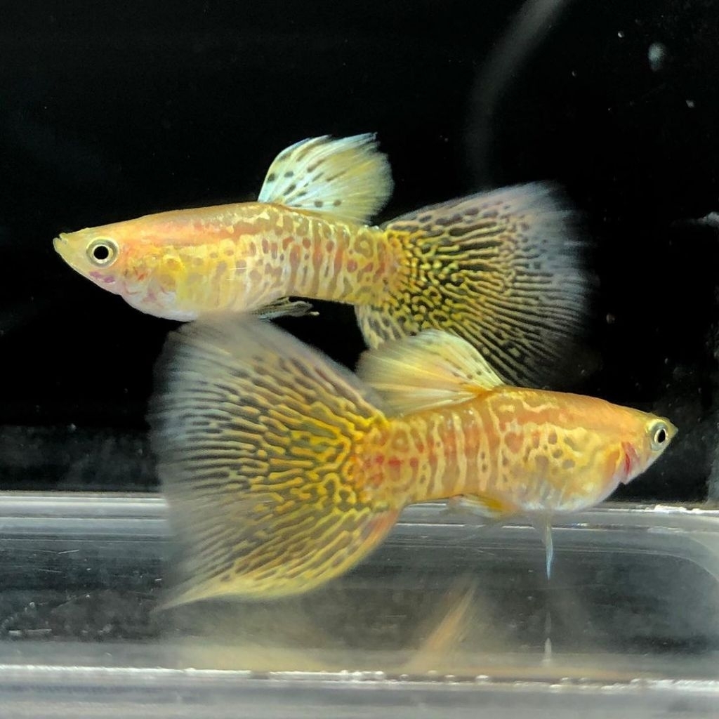 Guppy_Yellow_Dragon