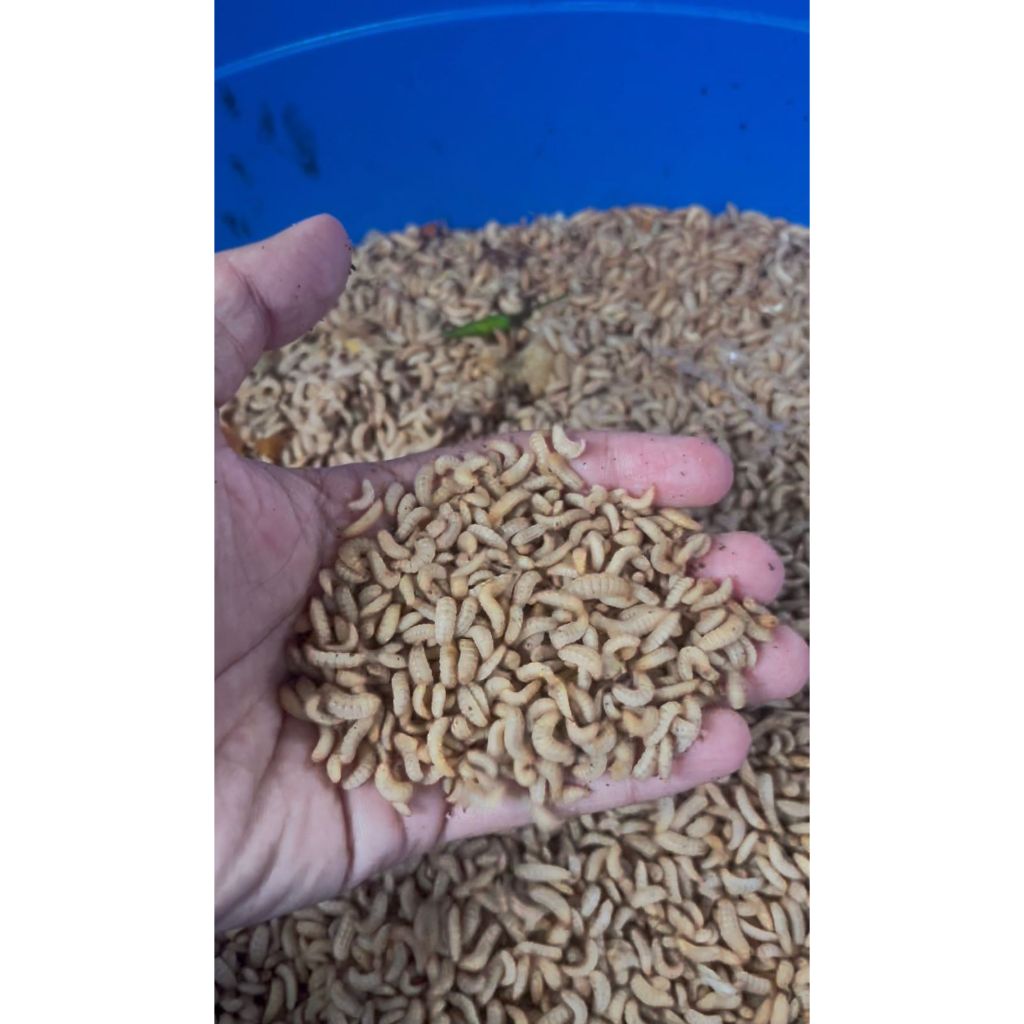 Maggot Magot BSF Hidup Fresh 1 Kg Umpan Pancing, Pakan Ikan, Burung, Reptil dll.