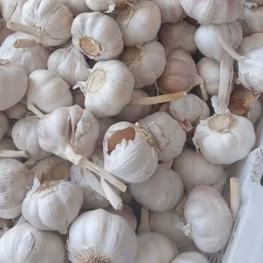 Bawang putih 1 kg
