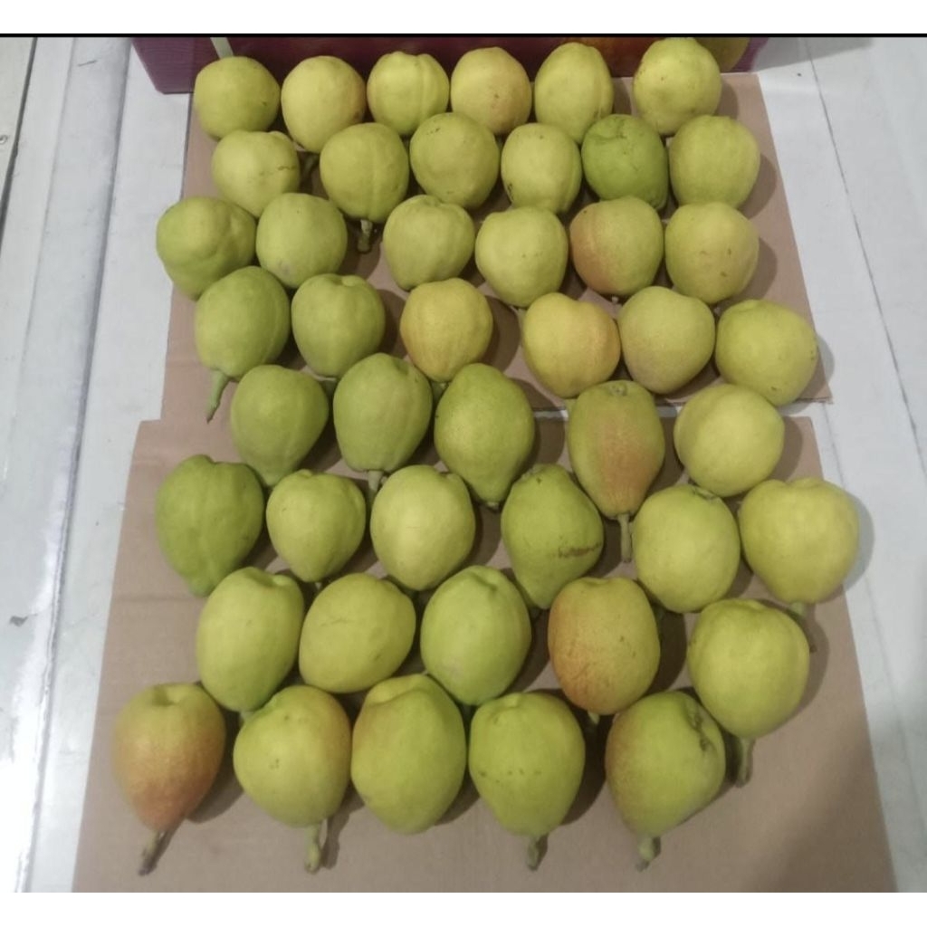 Buah Pir  Xianglie Segar 1 kg dengan Daging Juicy dan Manis