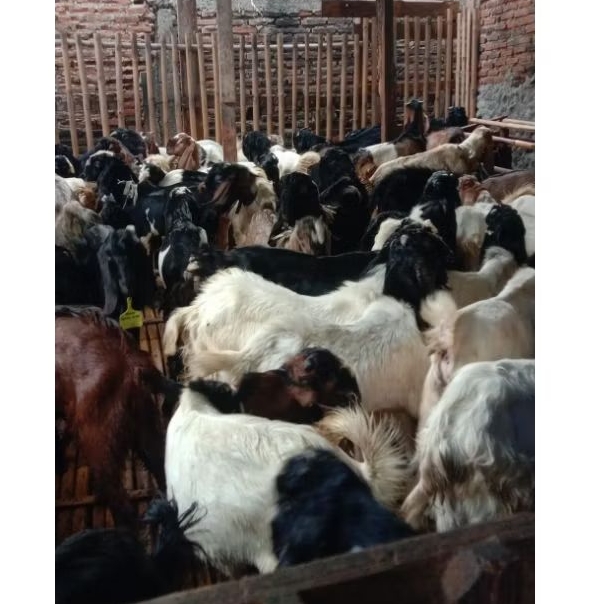 kambing domba sapi kurban aqiqah dikirim hidup free ongkir Jabodetabek