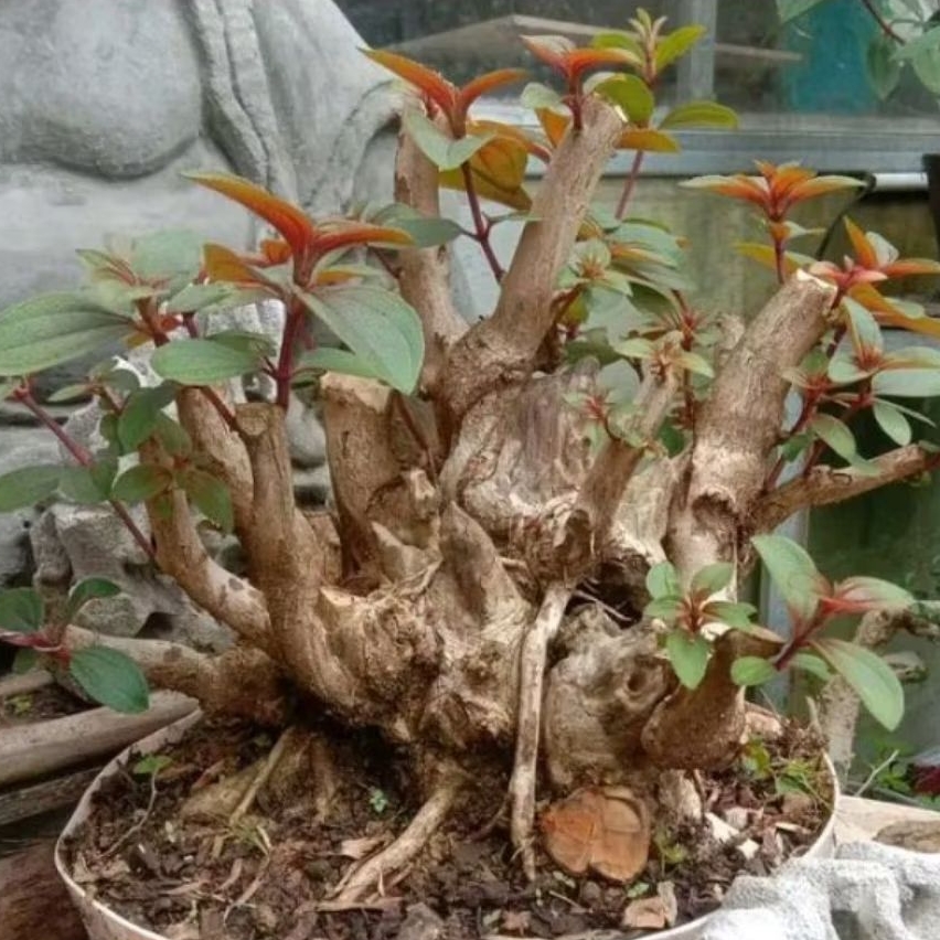 Dongkelan akar pohon senggani jumbo / bahan bonsai senggani