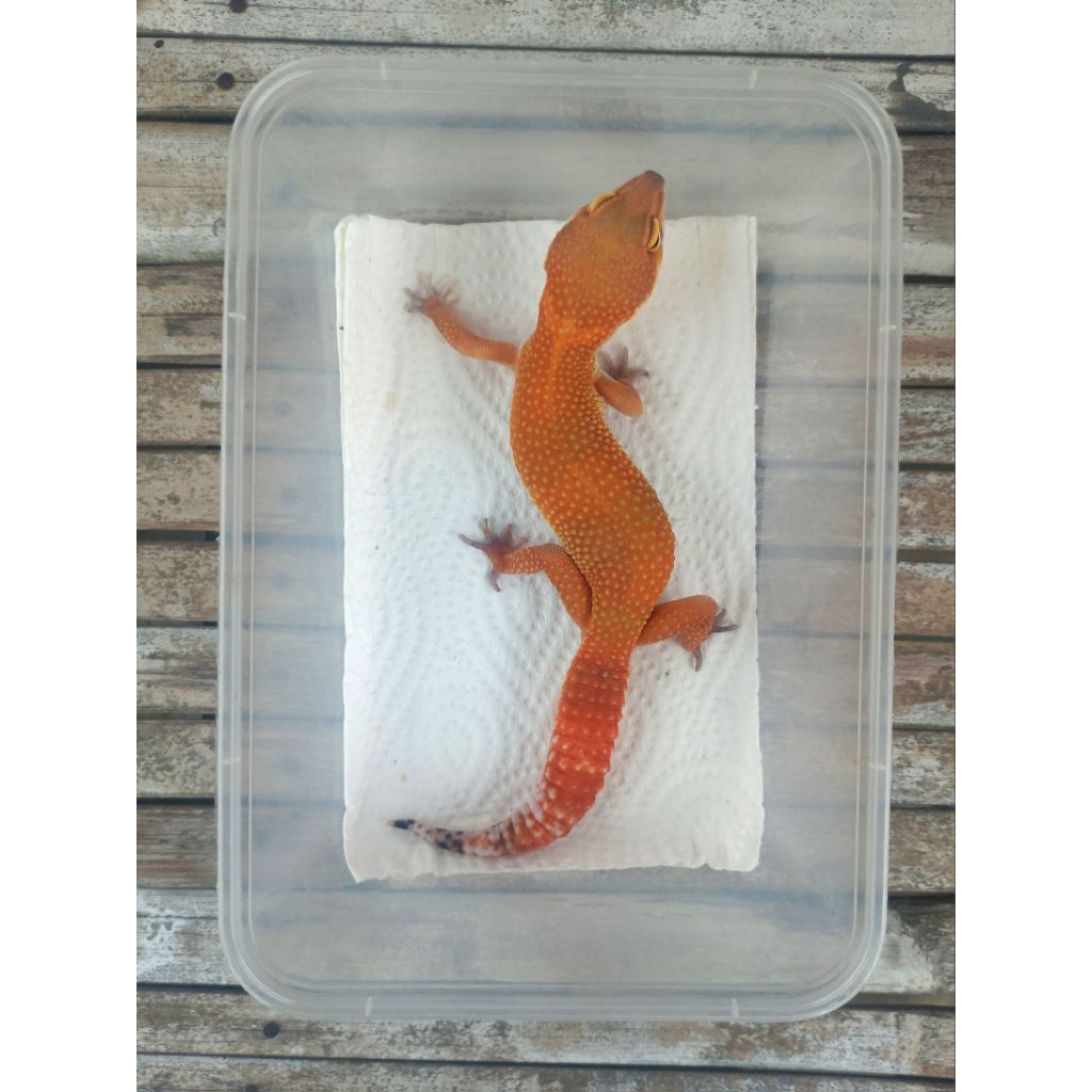 MAINAN GECKO OVUL DARK SHTCT ADULT SESUAI FOTO
