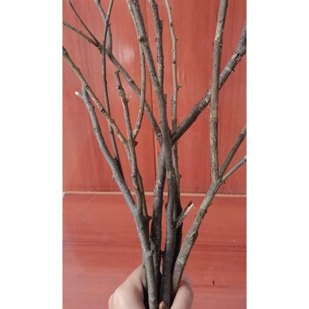 Promo Ranting Kayu Bercabang Rimbun/Ranting kayu Dekorasi 1 pcs