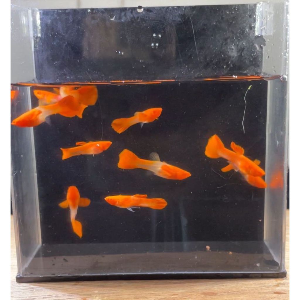guppy albino koi grade A