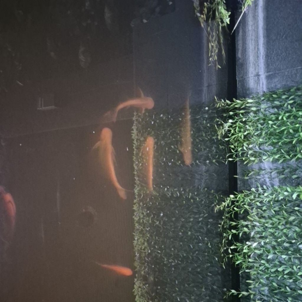 Patin Albino 30 CM