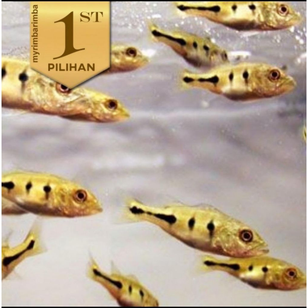 Peacock Bass Mono 6-7cm Ikan Hias Predator Hiasan Aquarium Aquascape