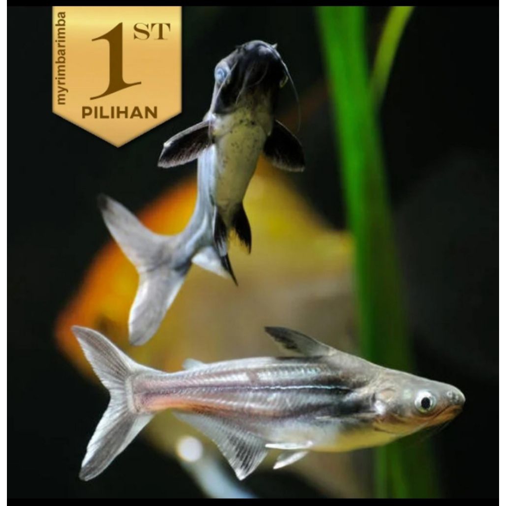 Patin Hitam Ikan Hias Kolam Hiasan Aquarium Tanaman Air Aquascape