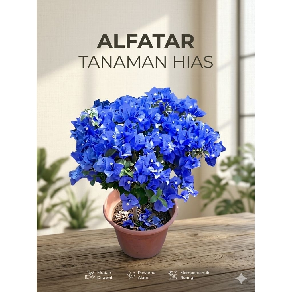 Tanaman hias hidup bibit bunga Bougenville import warna biru (COD)