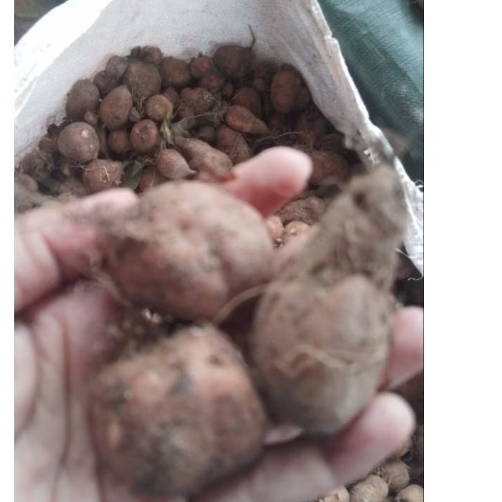 kentang hitam kentang ireng kentang bulu kentang kecil 1kg