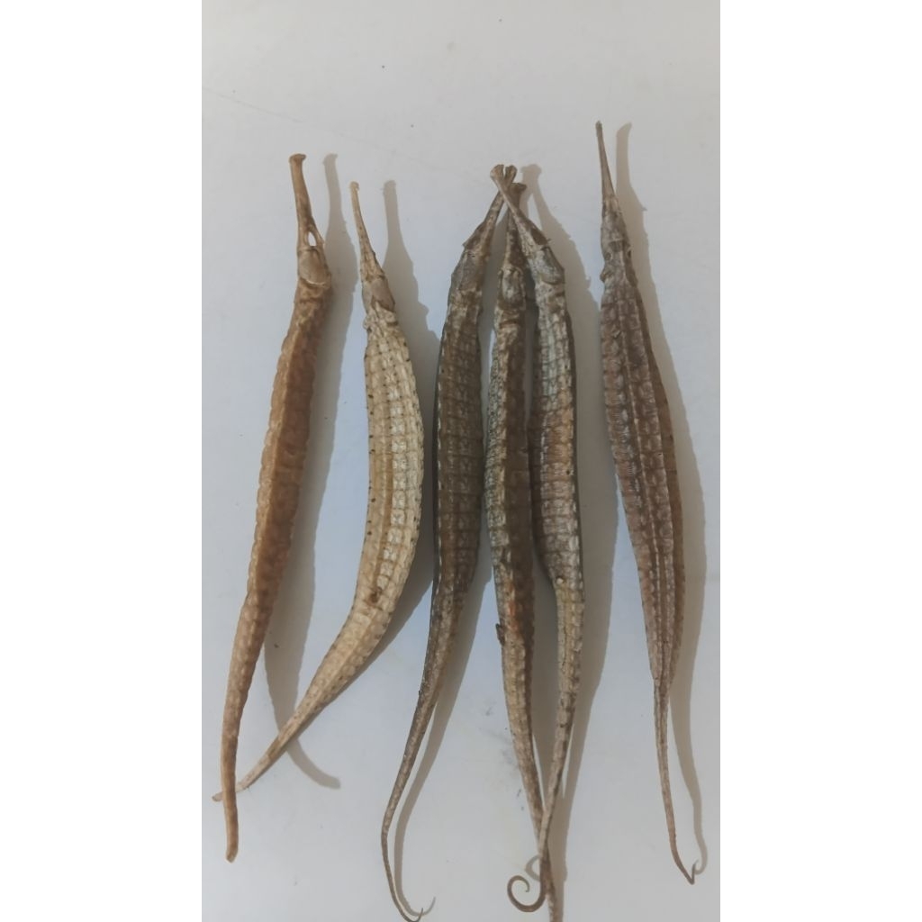 naga laut