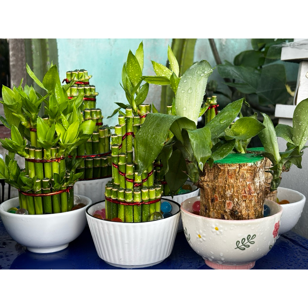 BAMBU HOKI POT KERAMIK FREE HIDROGEL