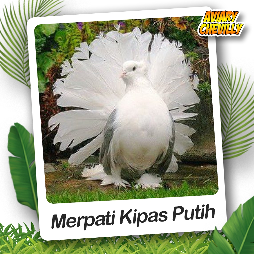 MERPATI KIPAS PUTIH