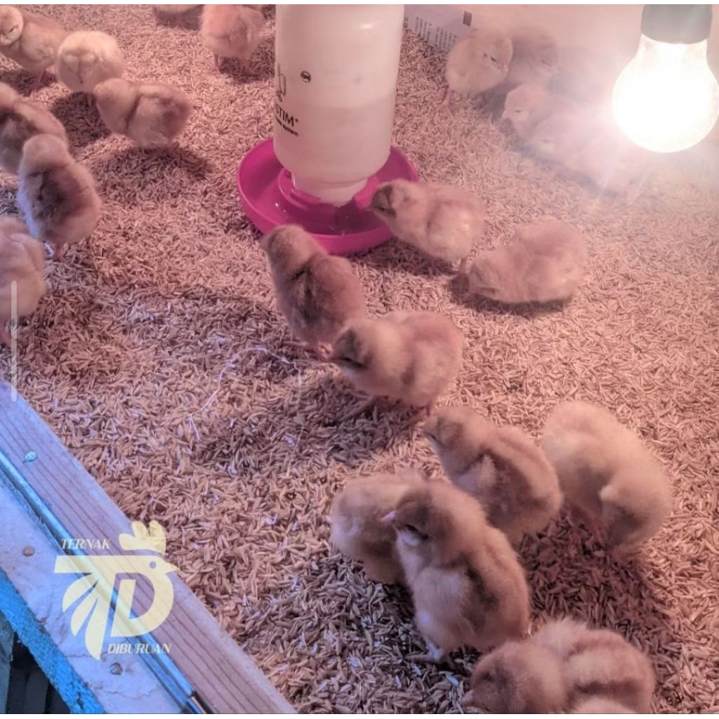 DOC Ayam Petelur ISA BROWN ( Sudah Vaksin )
