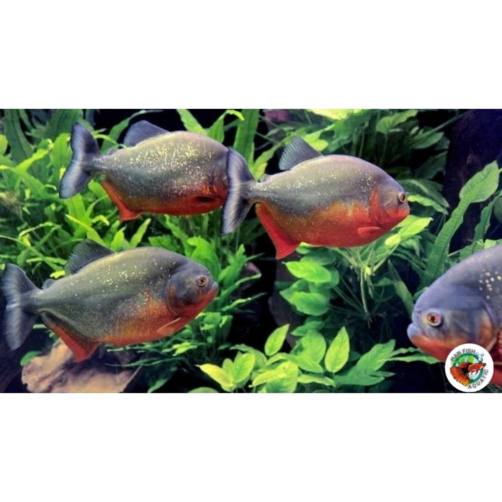 PiranHa red belly ukuran (7cm) untuk hiasan akuarium predator