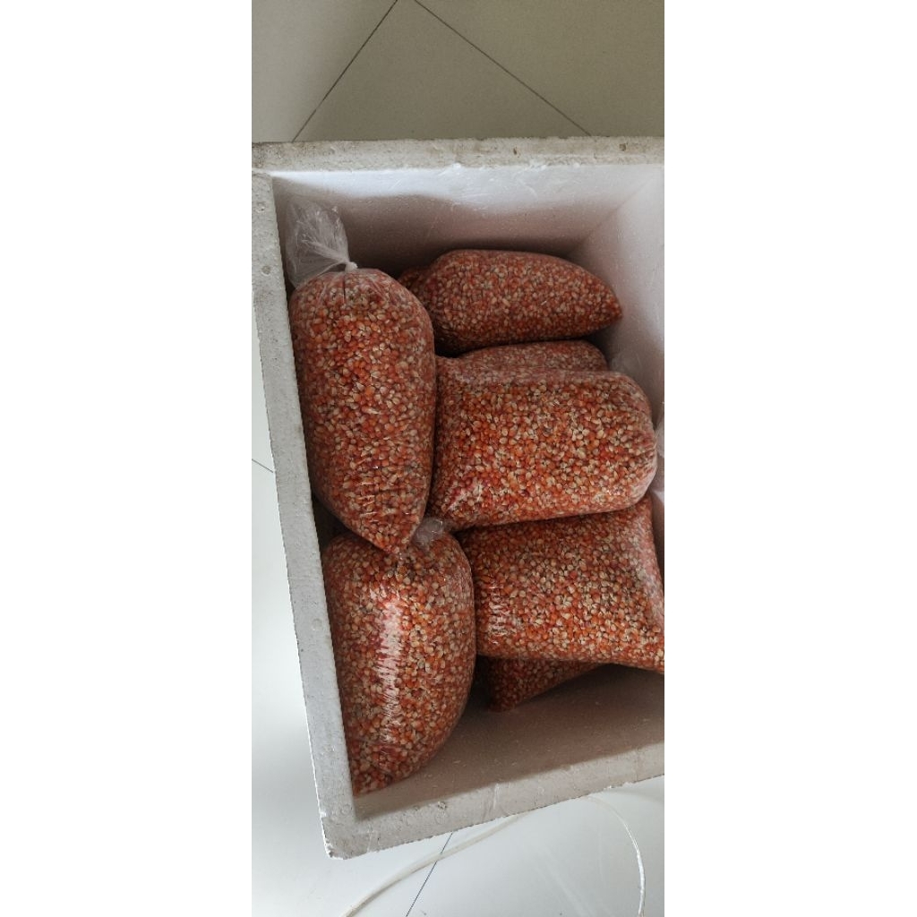jagung kecil khusus merpati dan ayam