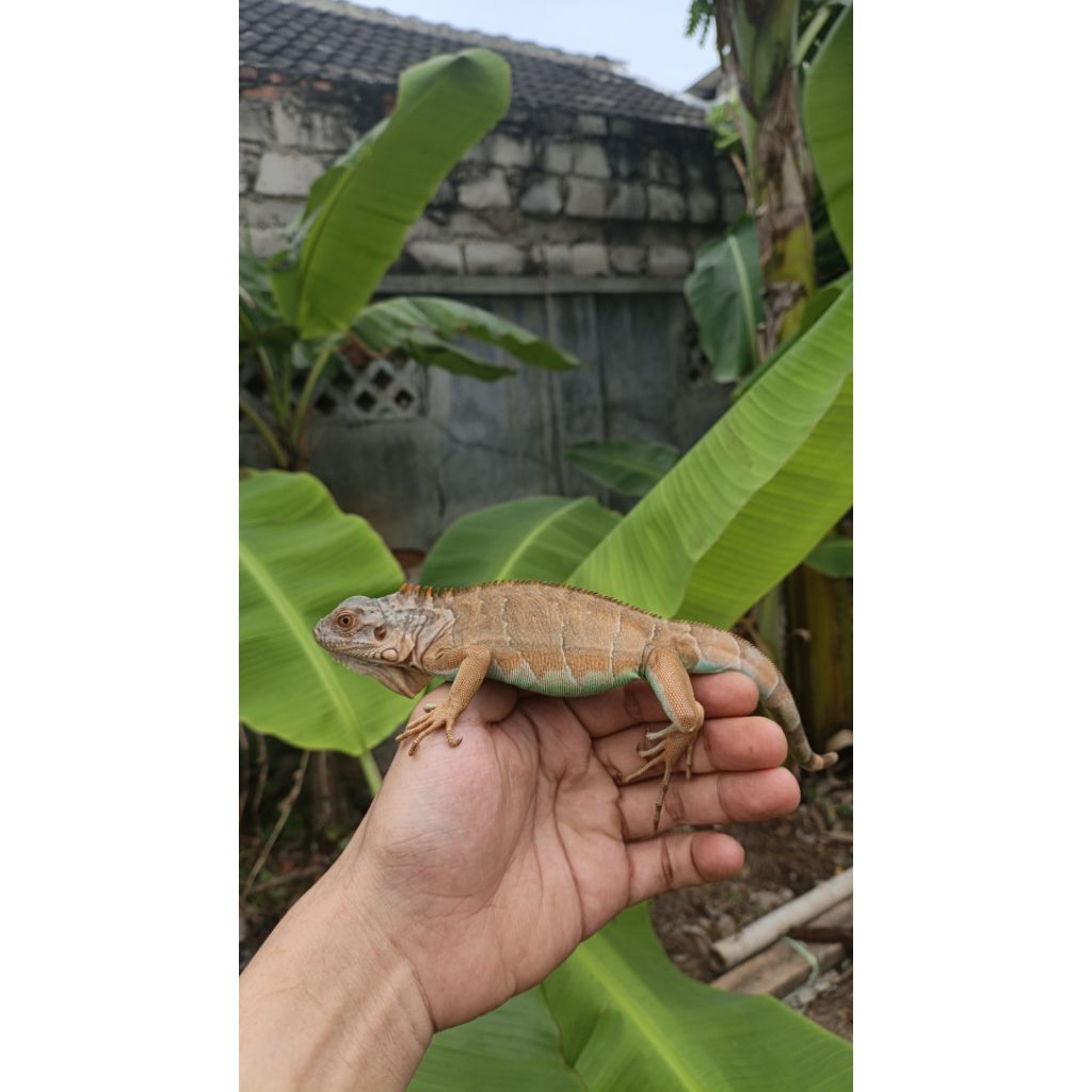 PELET IGUANA BLUE RED / BLUE RED / RED AXA
