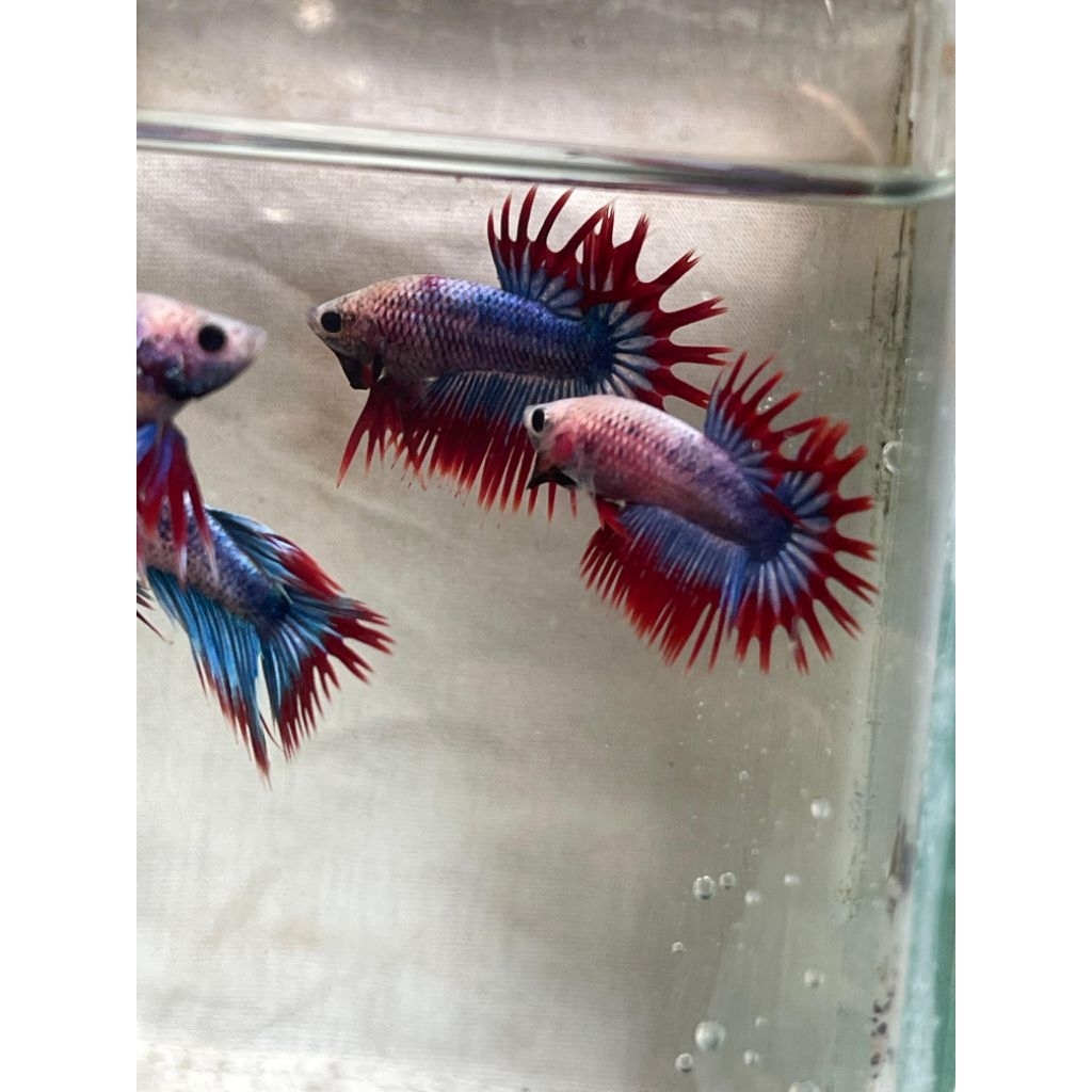 bahan Cupang  Crowntail maskot jantan  Kompetisi berkualitas