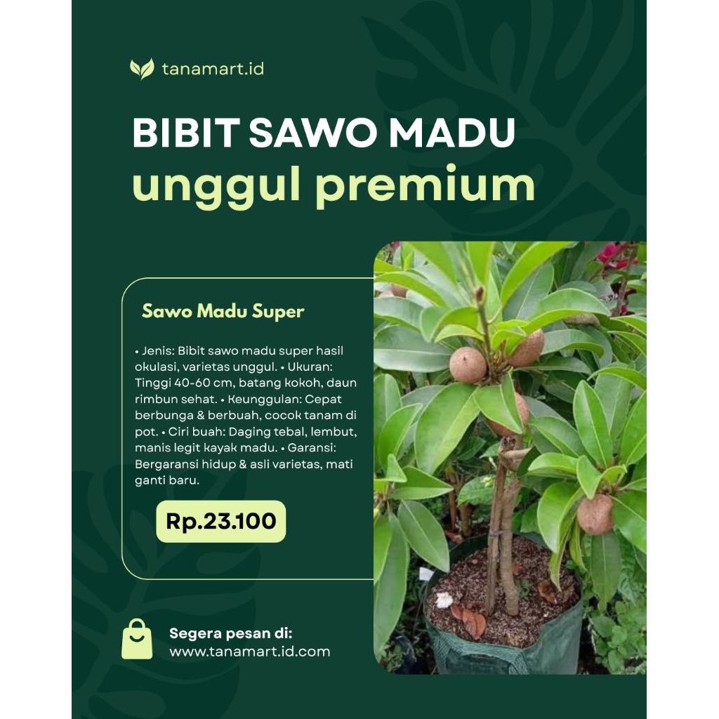Bibit Sawo jumbo Amerika Super Cepat Berbuah