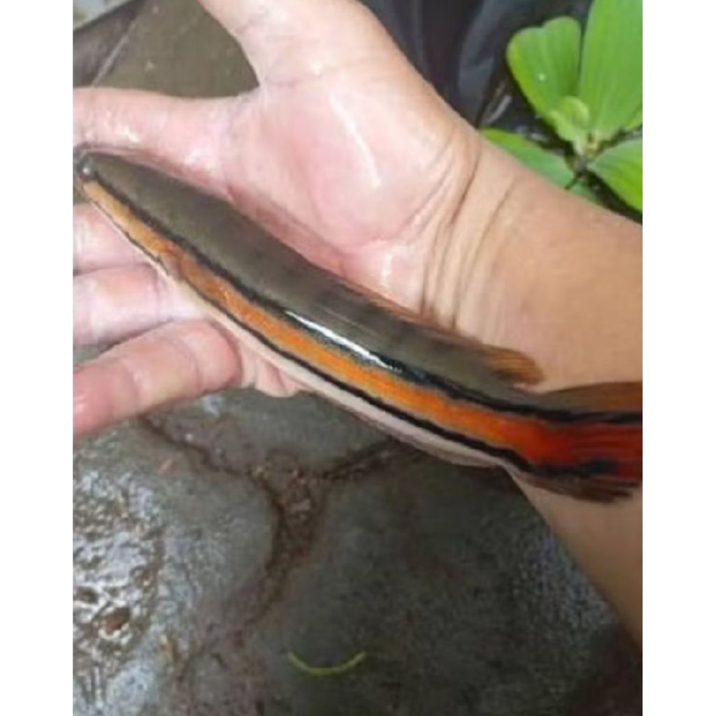 Ikan toman 17- 20 cm  green Toman kalimantan