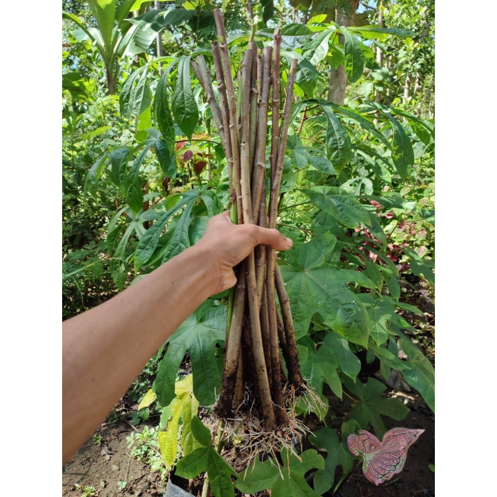 BIBIT TELO PAPUA PAKAN TERNAK harga per 1kg