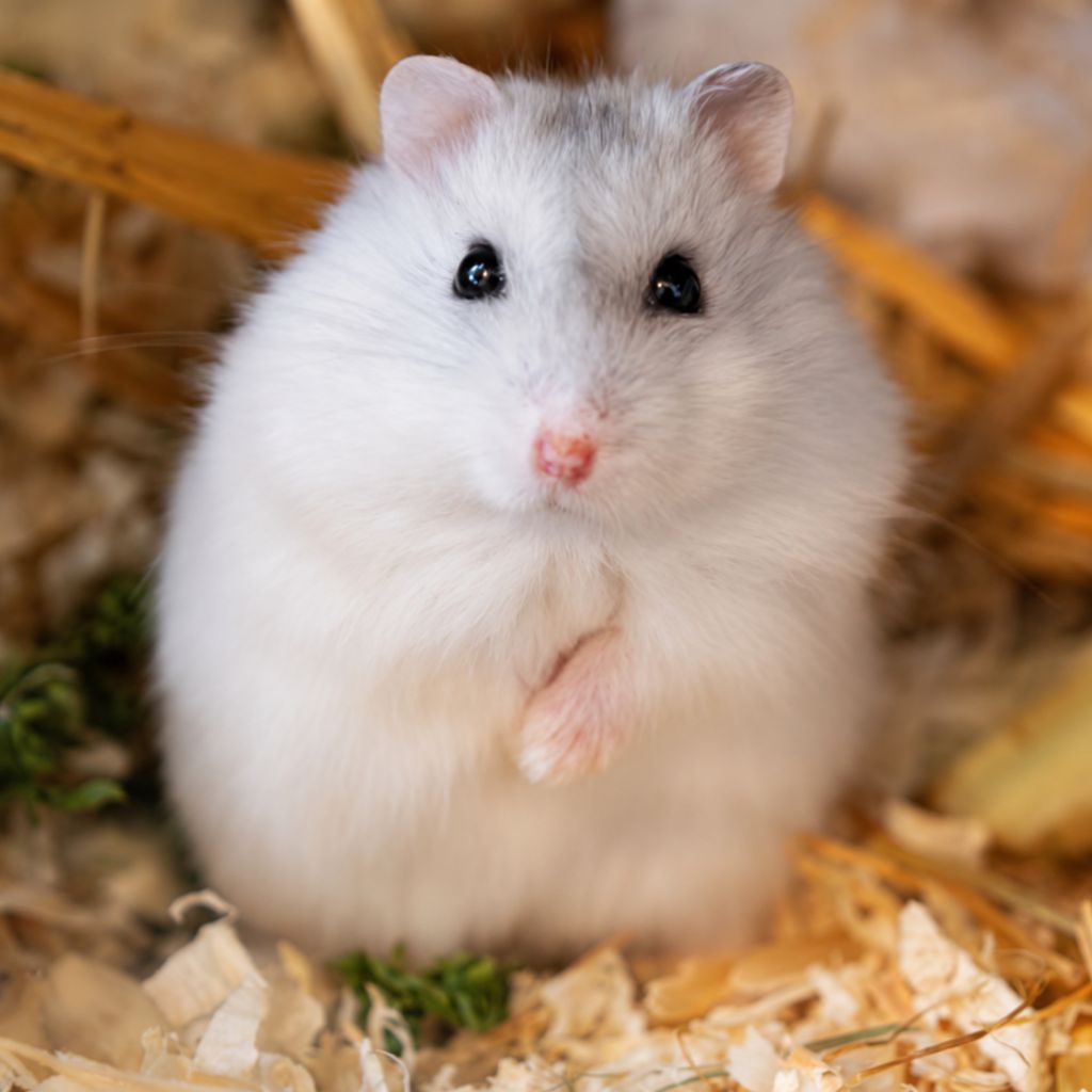 Hamster Winter White Jinak Sehat Lincah Termurah Hamster Winter Lucu Bestseller