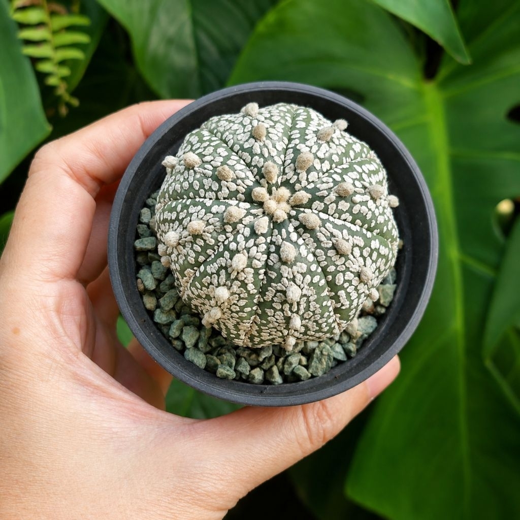 Astro Astrophytum Super Kabuto Kaktus Sukulen