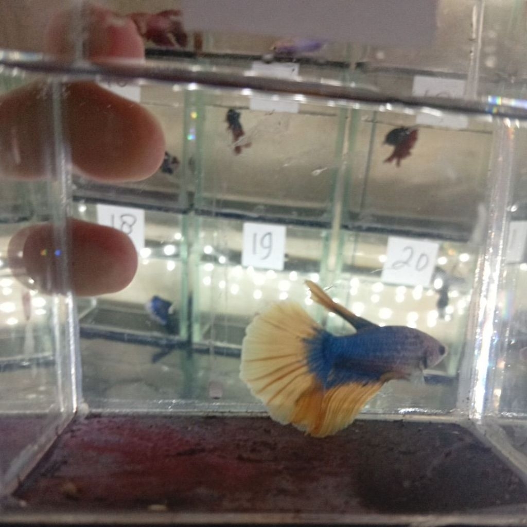 Ikan Cupang Halfmoon - yellow maskot, Jantan, Size m sampai L, Hiasan Aquarium