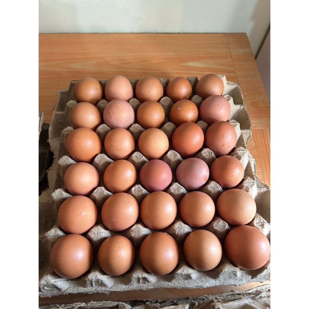 Telur Ayam Negeri 1kg (Kota Bekasi)