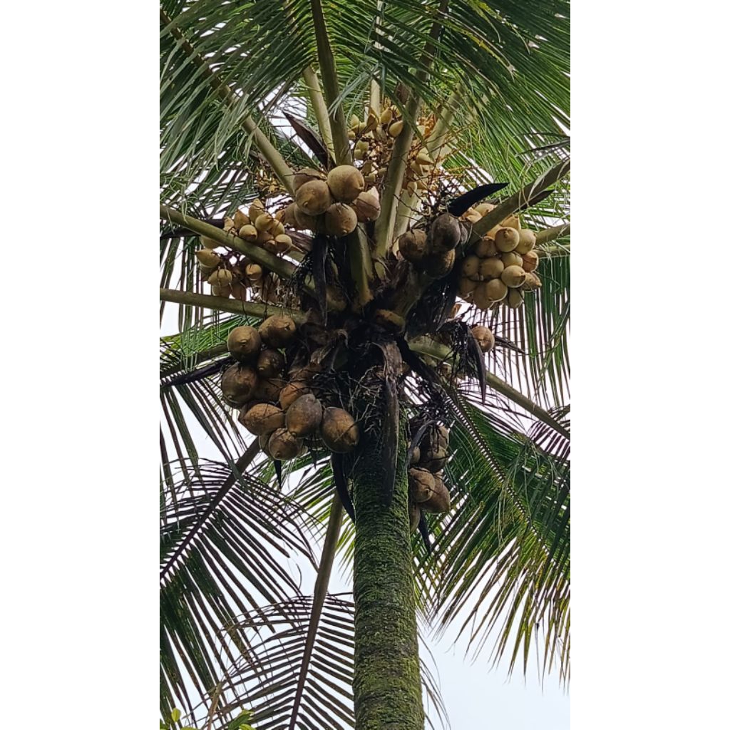 Jual kelapa genjah gading kuning 1 butir tua dan muda
