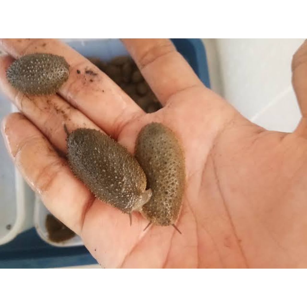 lintah laut / siput tanpa cangkang Hidup
