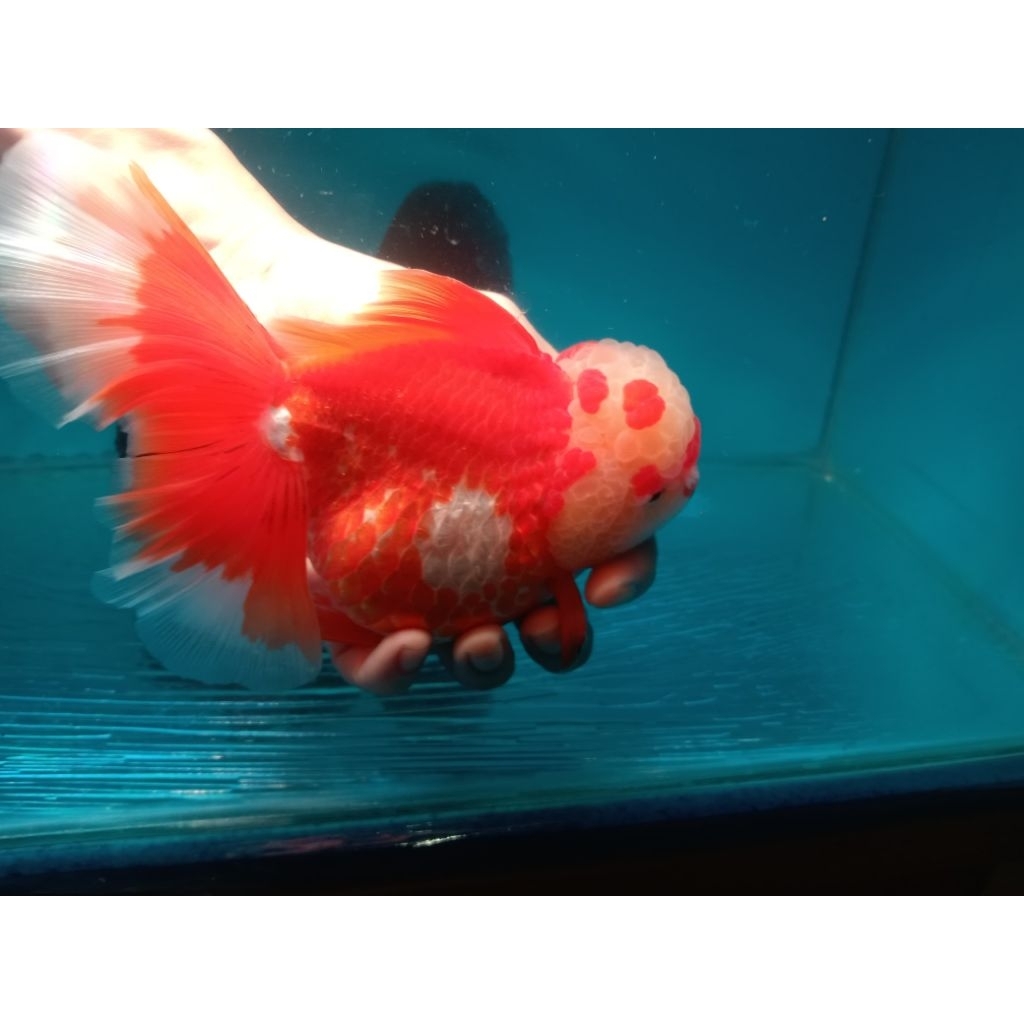 ikan Mas Koki Oranda Long Tail Jumbo
