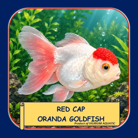 IKAN HIAS AIR TAWAR - IKAN MAS KOKI ORANDA RED CAP / RED CAP ORANDA GOLDFISH (IKAN GOLDFISH)