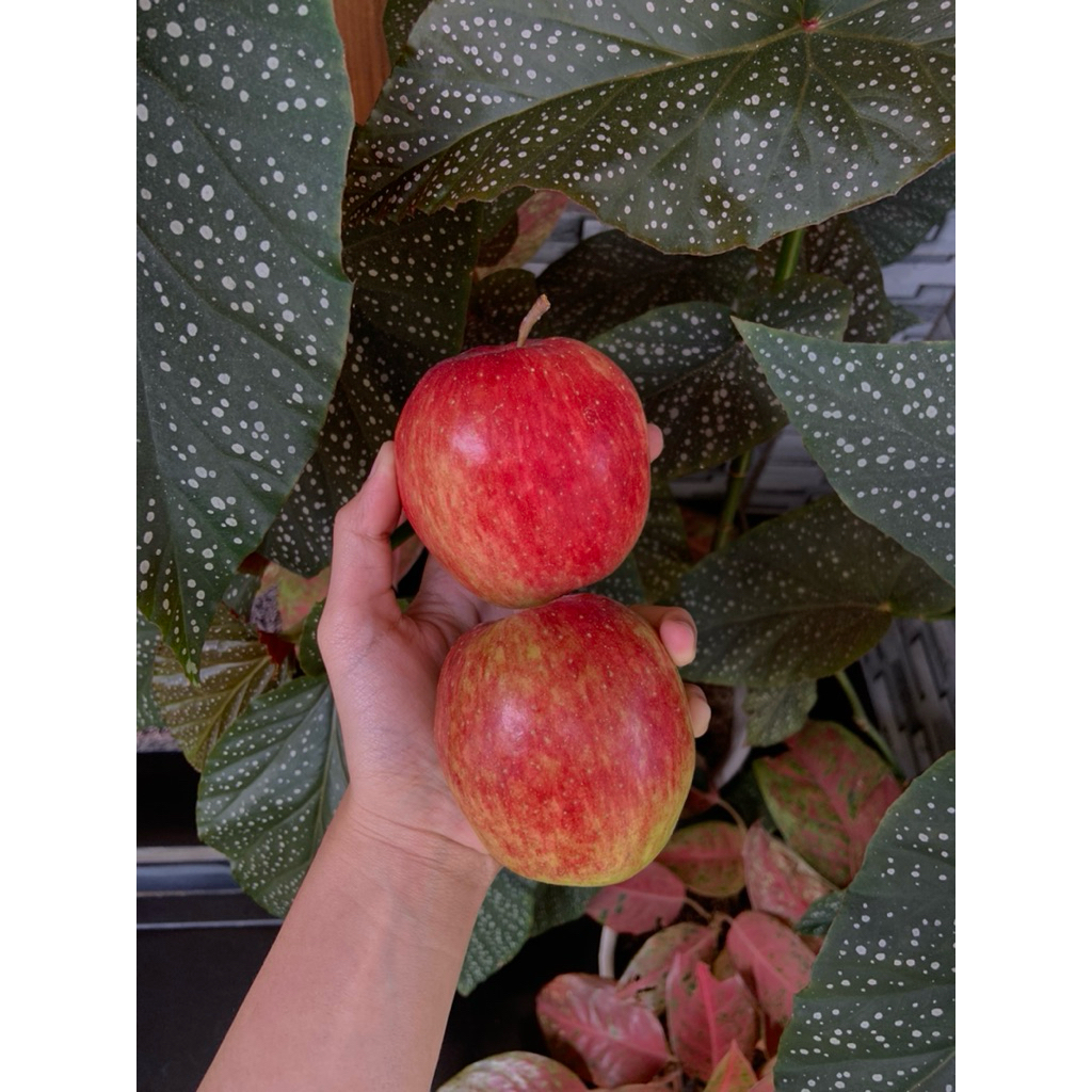 APEL ANNA BESAR JUMBO | KEMASAN 1kg | ISI 6-8 | ANNA FRESH PETIK PETANI BATU | OLEH-OLEH APEL KHAS B