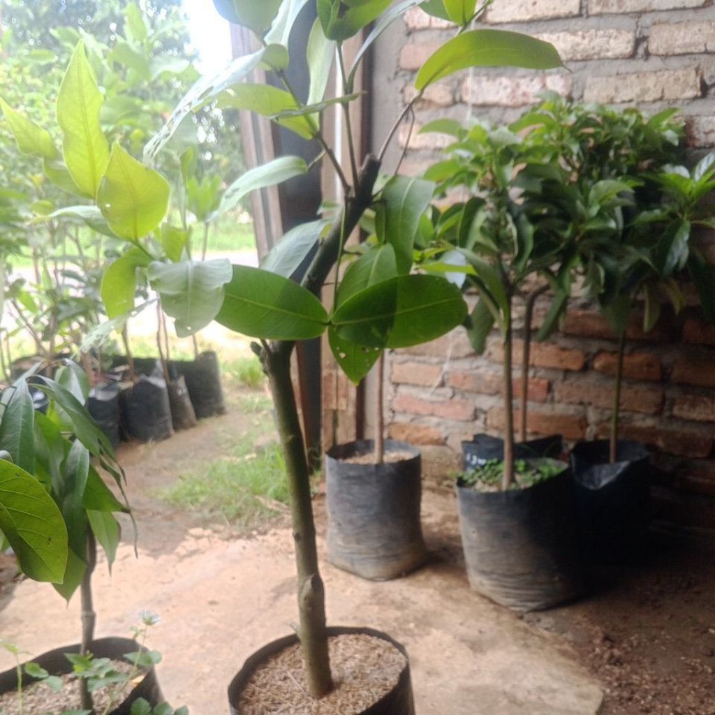 bibit jambu air citra cangkok