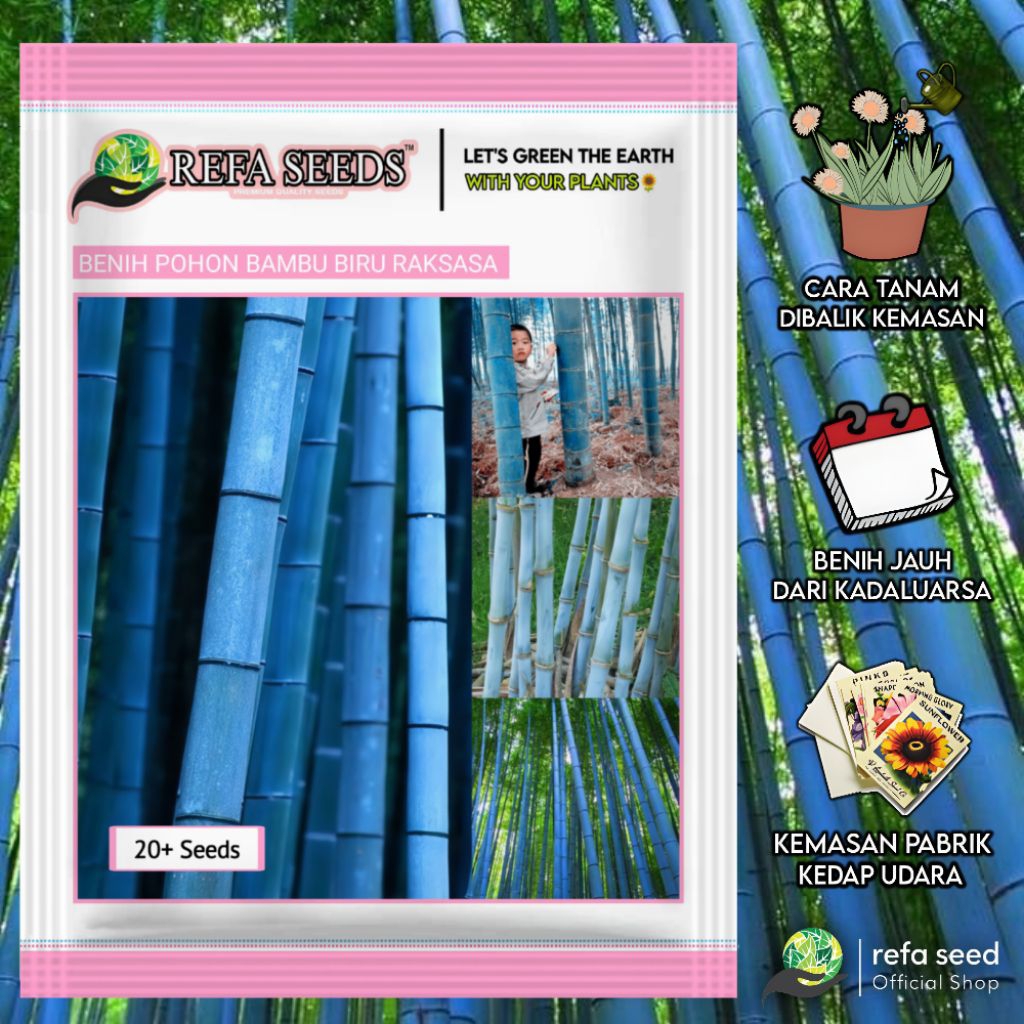 20 Biji Benih Bambu Biru Raksasa Original | Kemasan Pabrik | Bibit Bambu Raksasa | Mudah Tumbuh