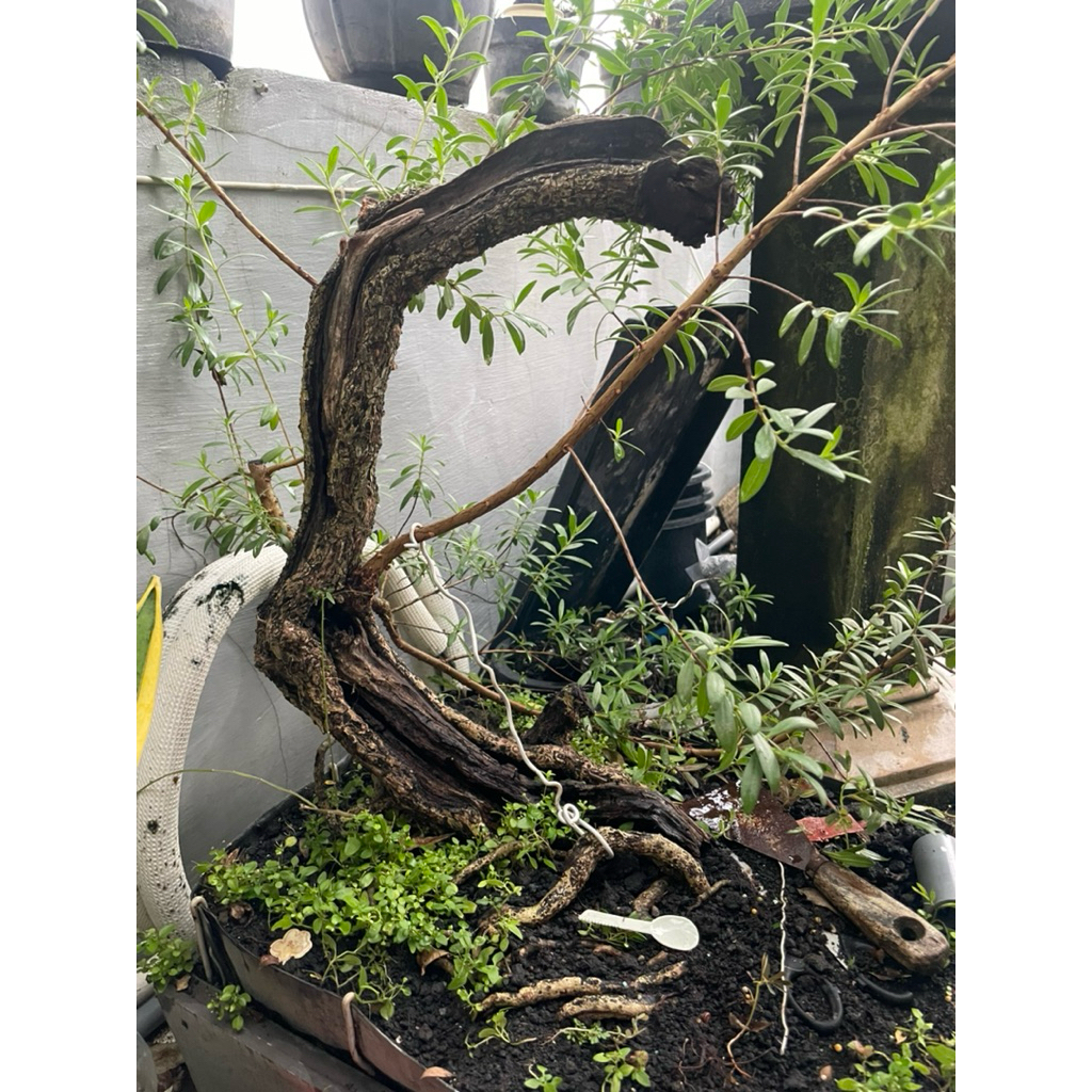 Bonsai Santigi Karang size Medium