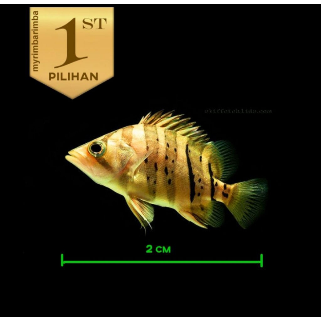Baby Datnoid Tiger Fish Ikan Hias Datz Hiasan Aquarium Aquascape