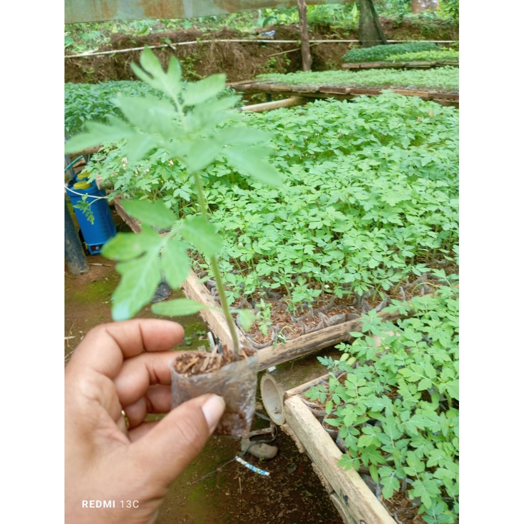 paket 10 bibit tomat buah unggul