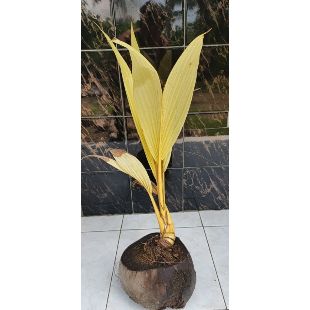 bahan bonsai tanaman hias kelapa albino/varigata